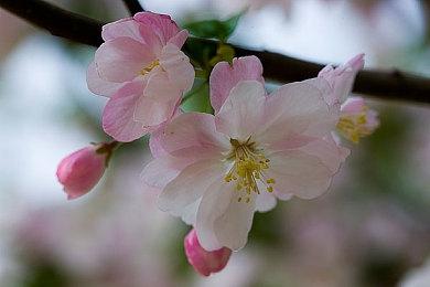 《宝可梦：朱＆紫》新情报将于10月6日晚9点公开